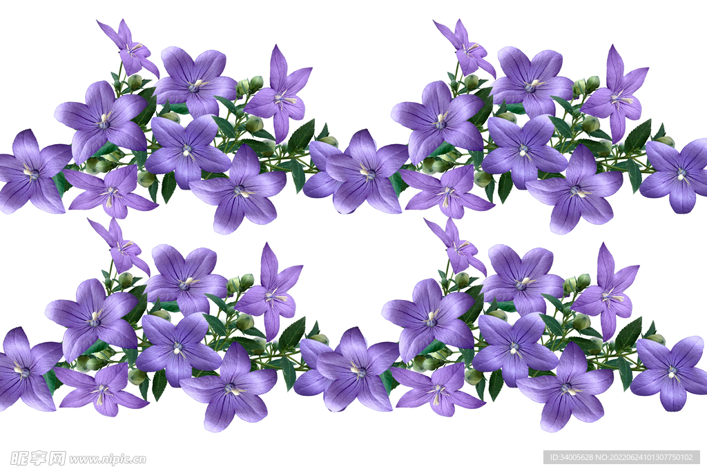 深紫色指甲花