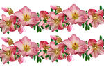 玫红渐变色花