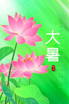大暑海报