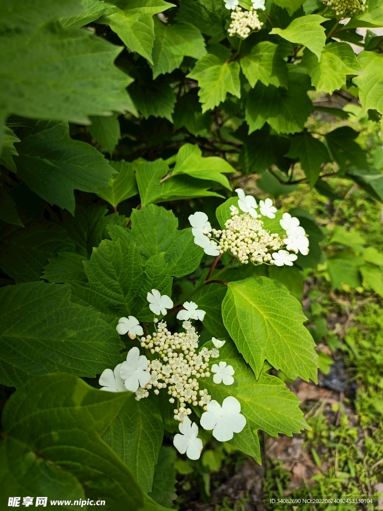 白色雪球欧洲琼花花序忍冬花坛