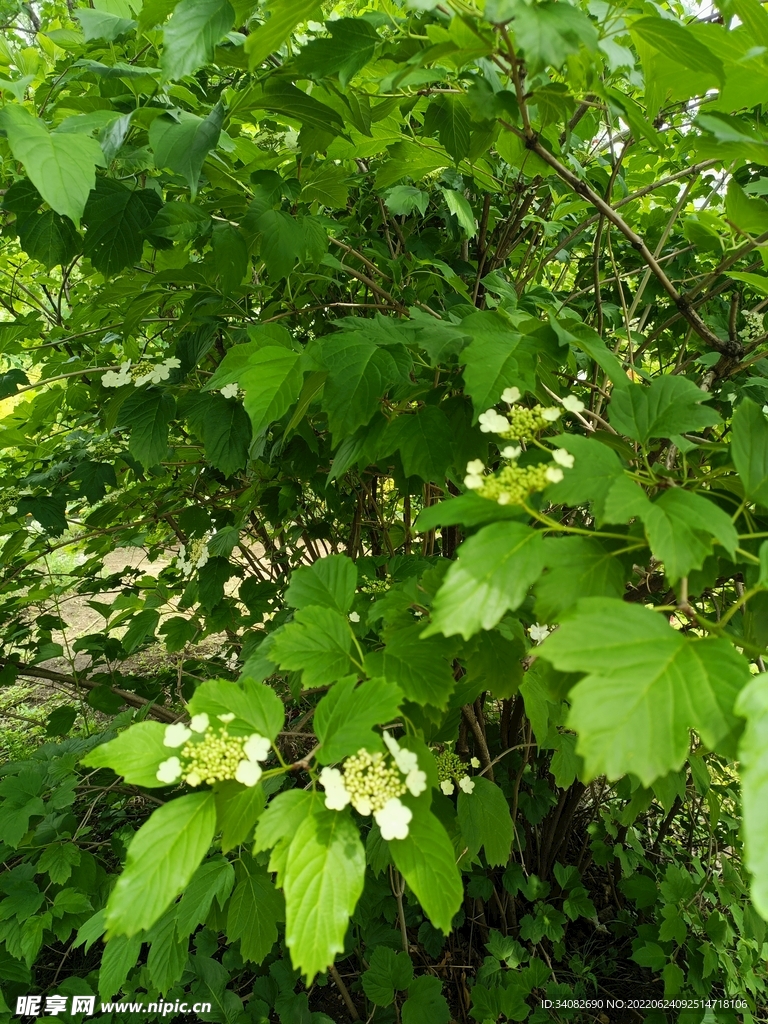 白色雪球欧洲琼花伞状花序忍冬科