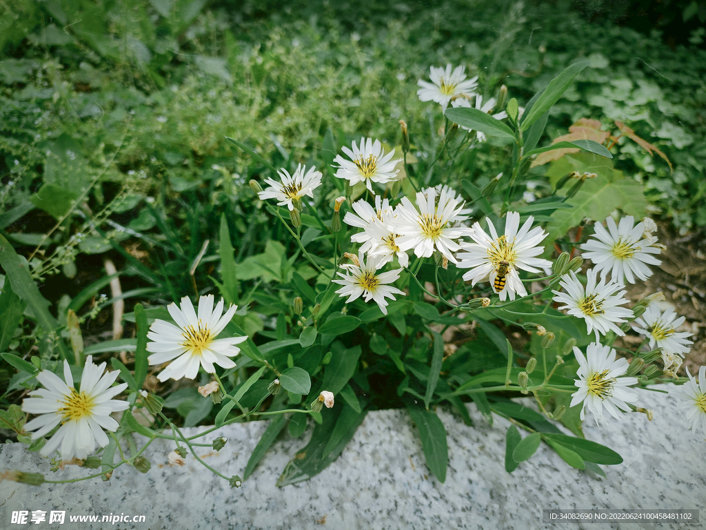 蜜蜂采蜜白色野菊花野生野花野菜