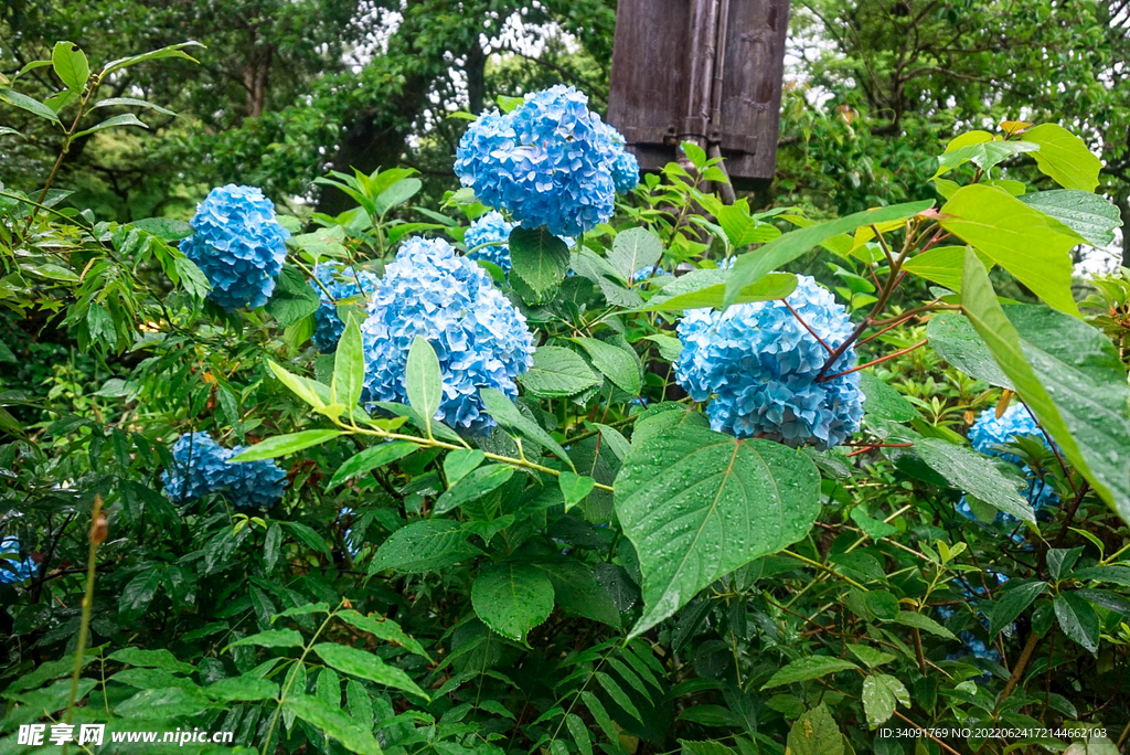 绣球花无尽夏