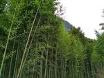 悠悠竹林