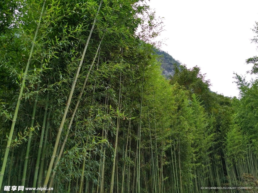 悠悠竹林
