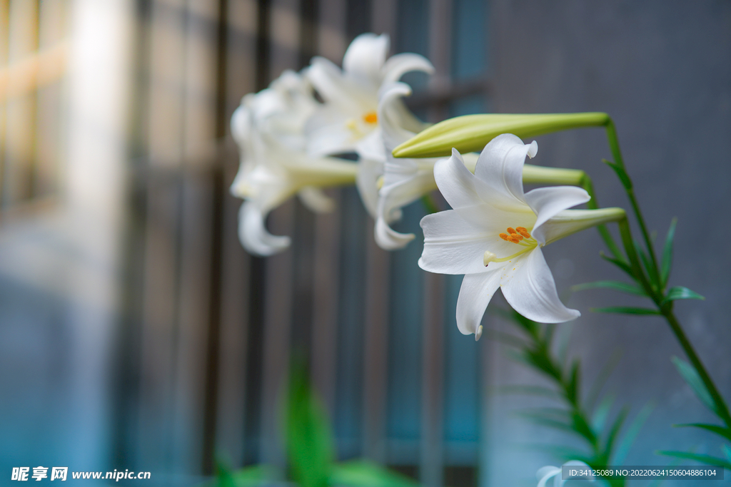 百合花 花卉