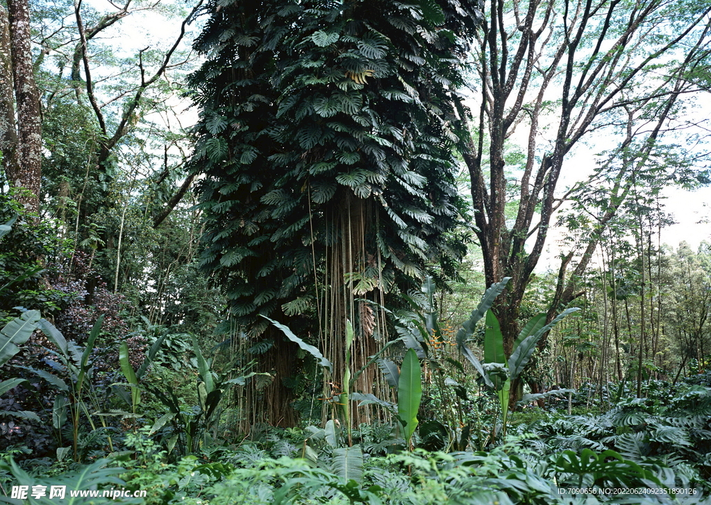 山水风情       