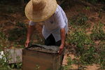 养蜂场采蜂蜜工人照片
