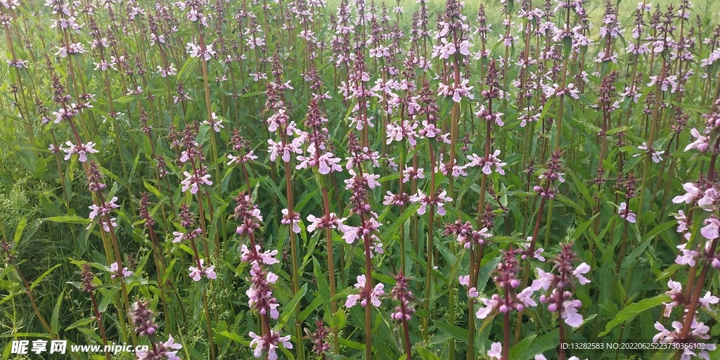 野外水苏花图片