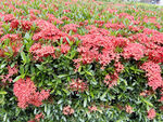 龙船花