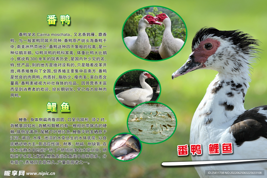 番鸭 鲤鱼