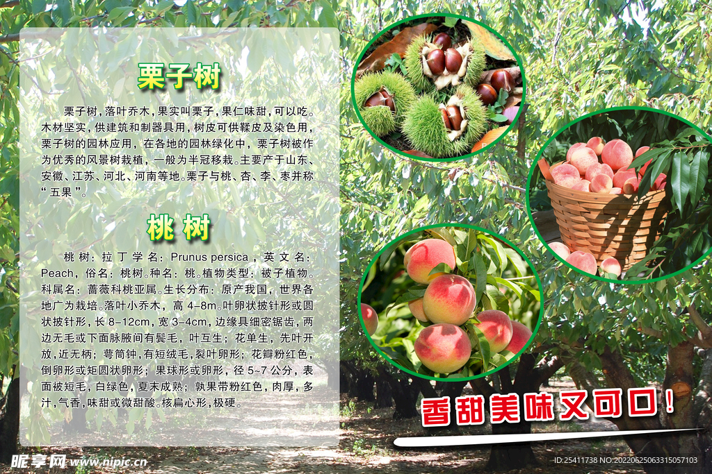 栗子树桃树
