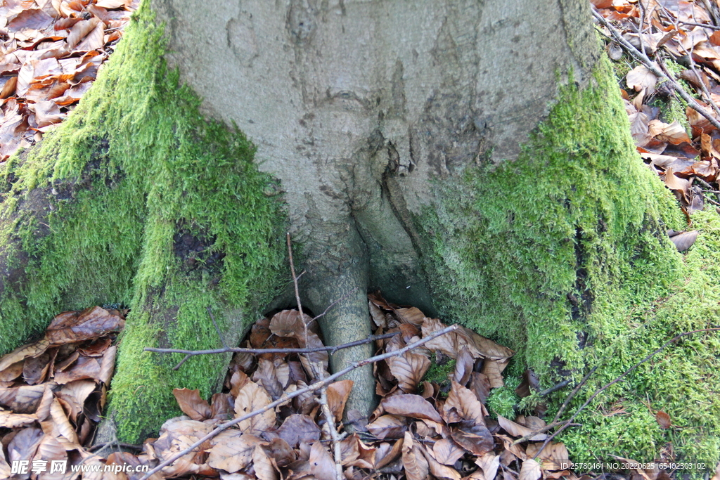 苔藓 