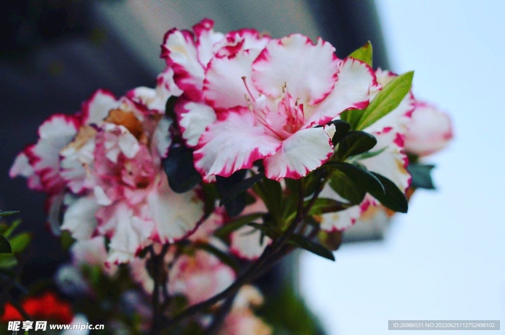花 
