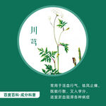 中草药川芎
