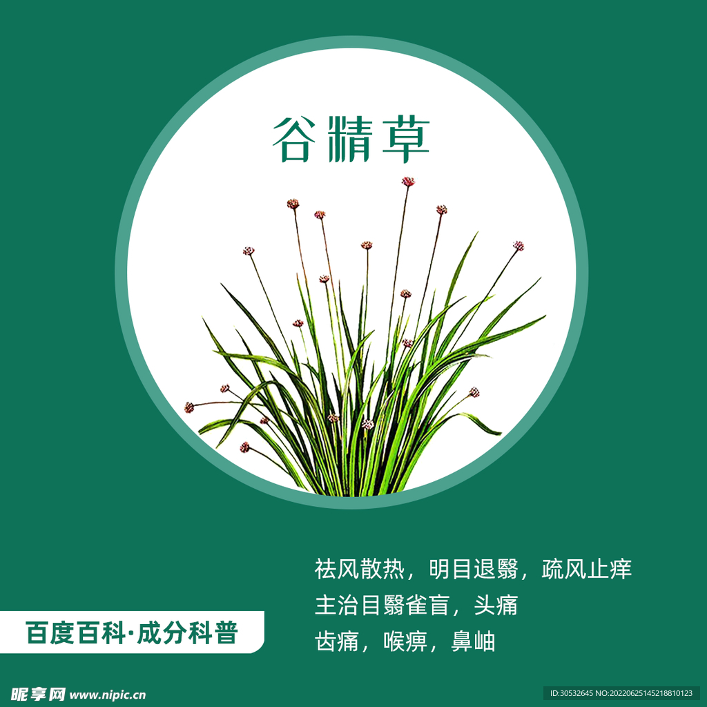 中草药谷精草