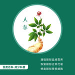 中草药人参