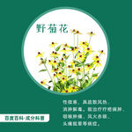 野菊花