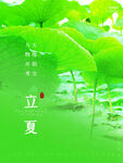  荷花背景