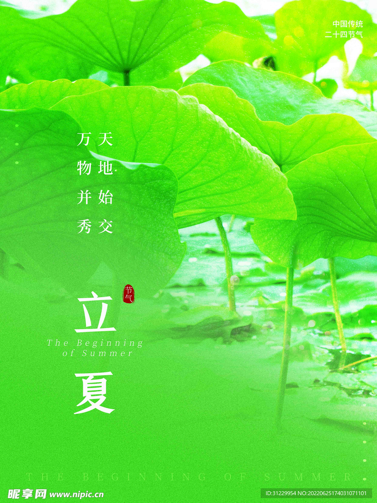  荷花背景