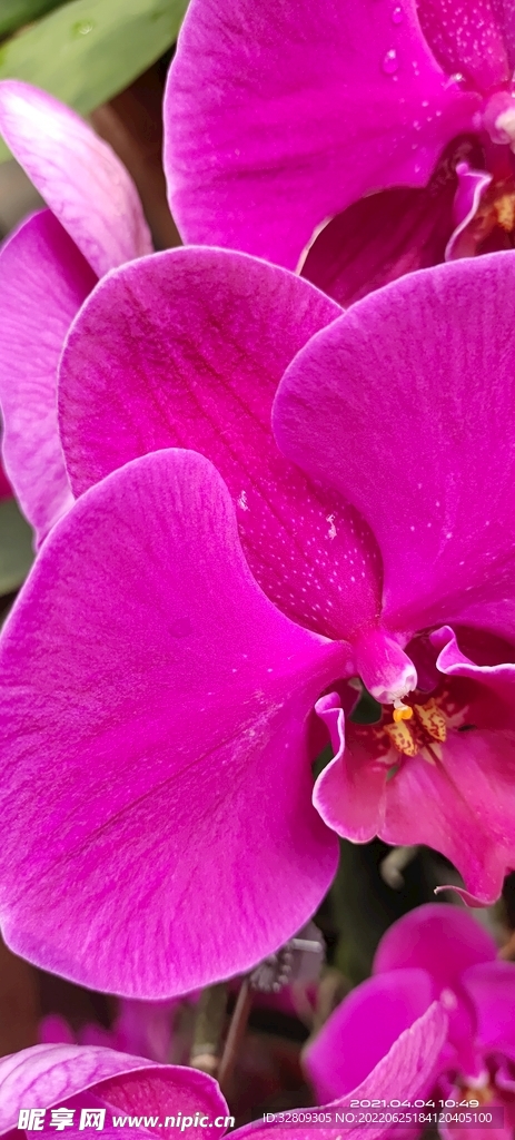 花卉