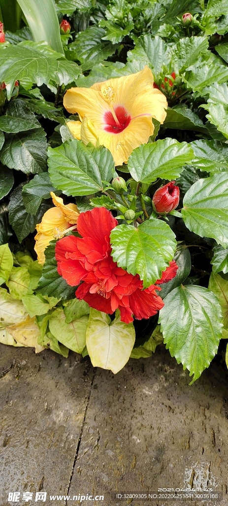 花卉