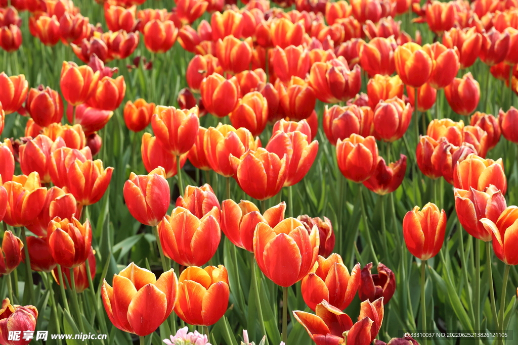 郁金香花海