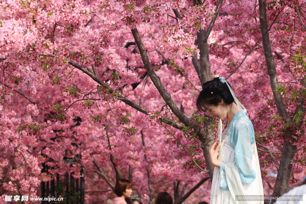 樱花树下