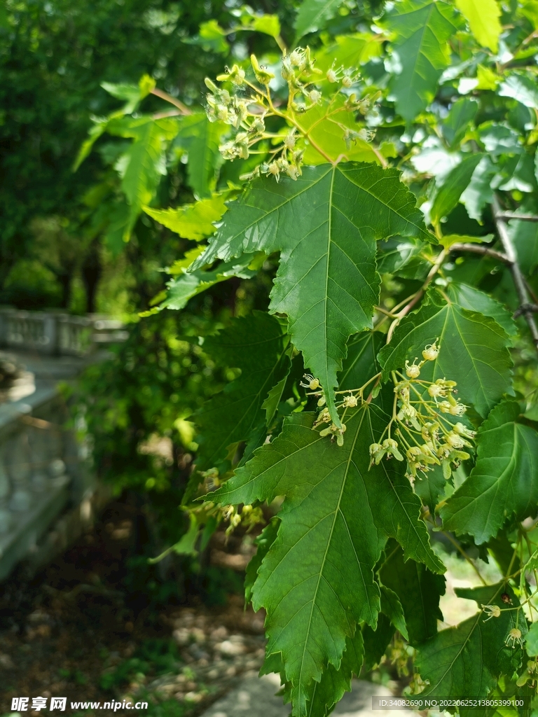 枝繁叶茂绿意森森的三角枫槭开花