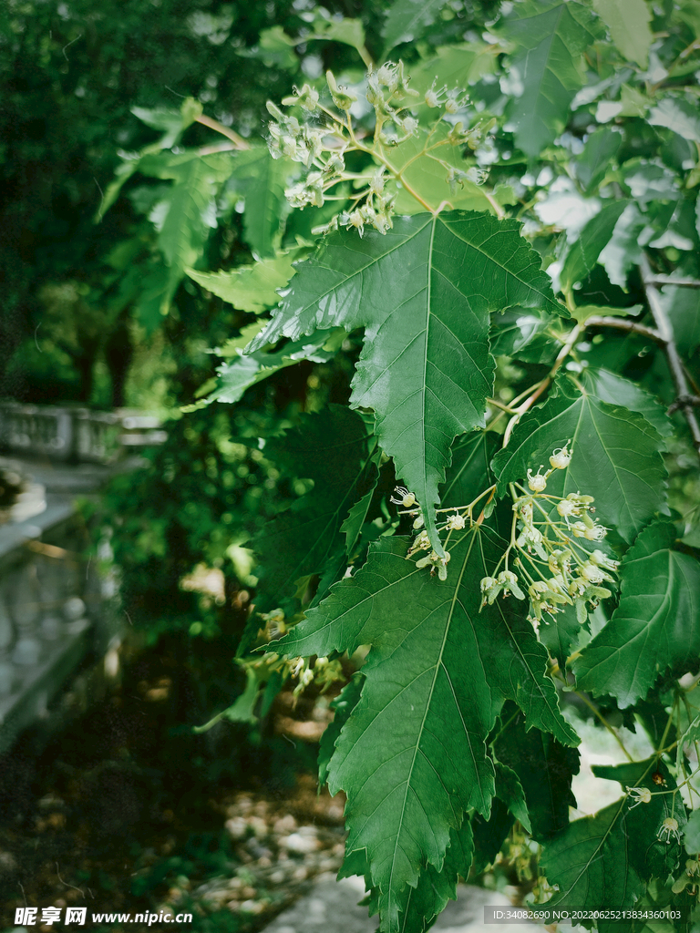 枝繁叶茂生机盎然的三角枫槭开花