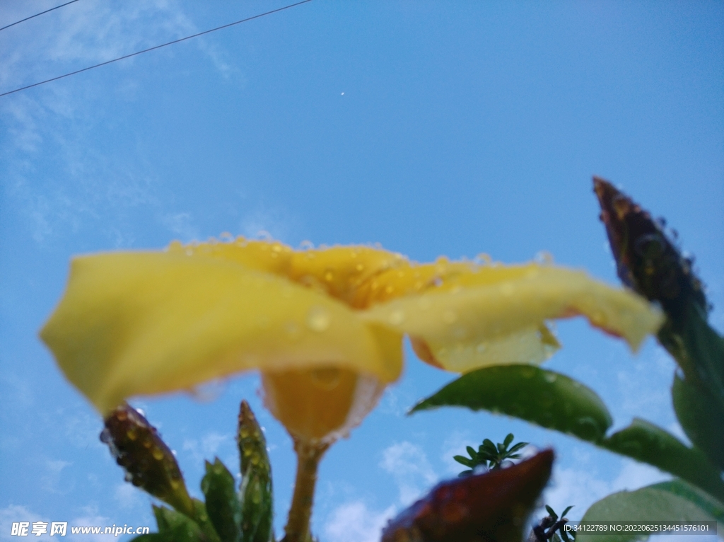 花