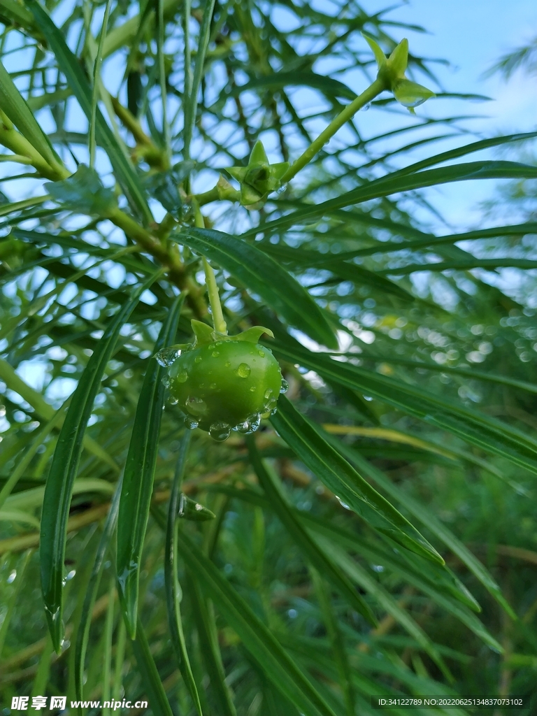 植物