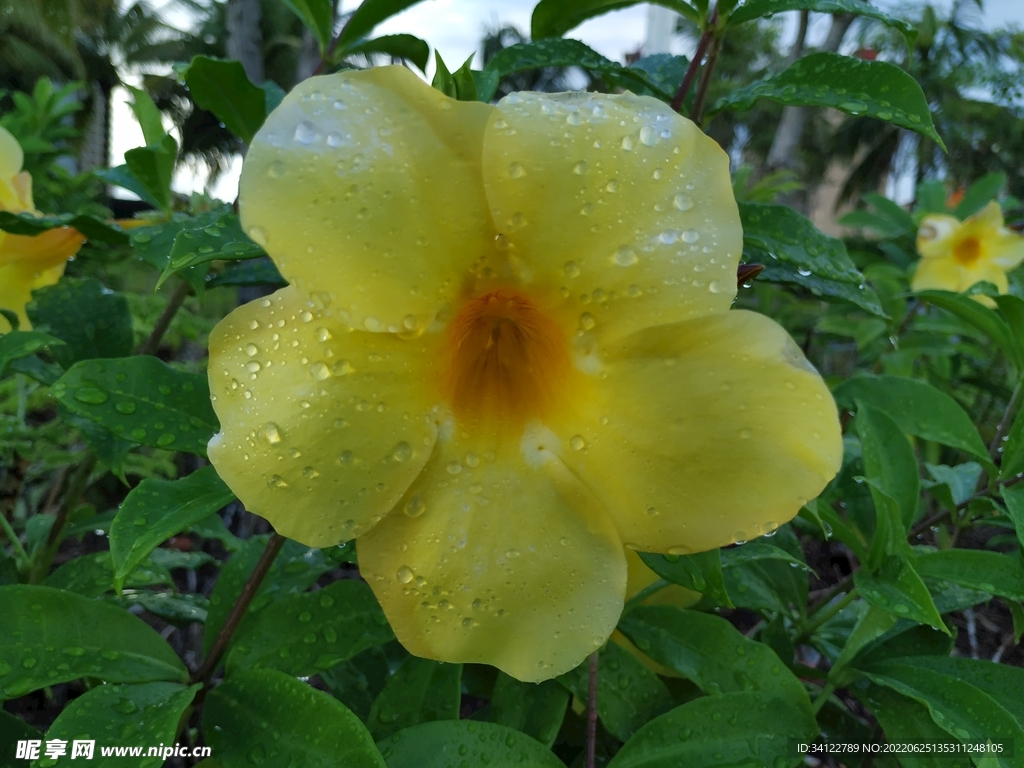 花