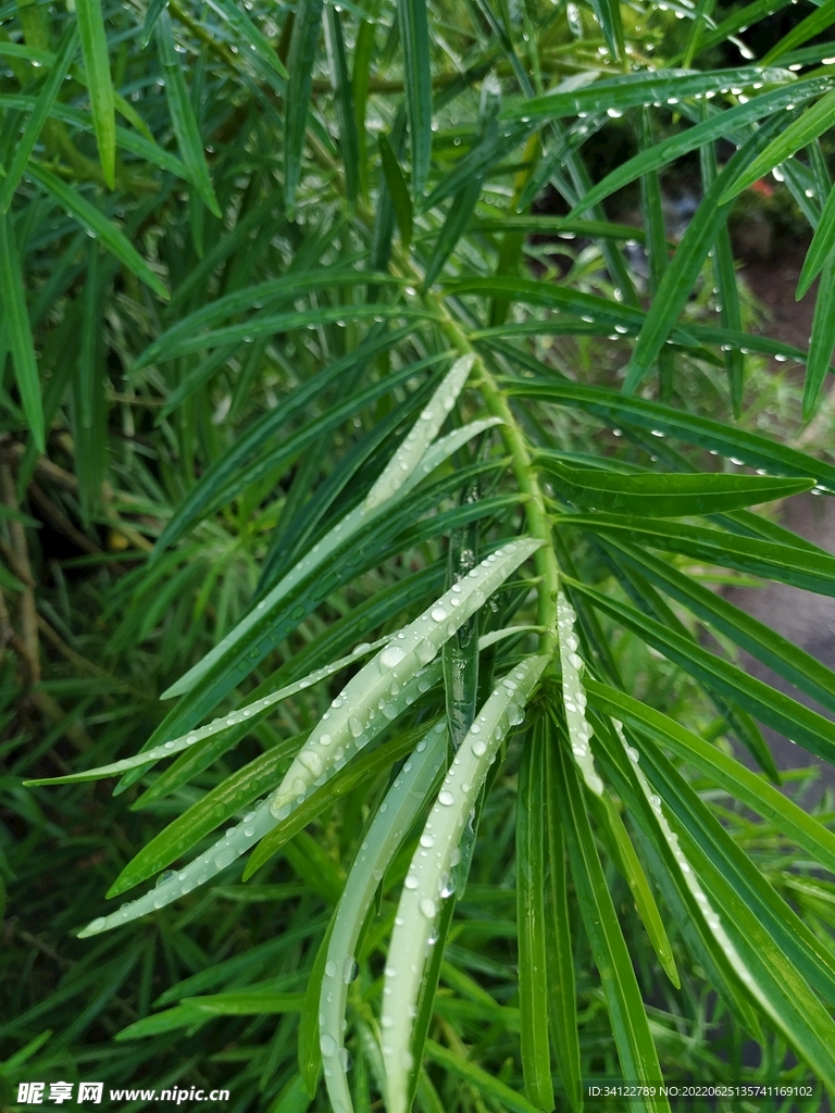 竹子