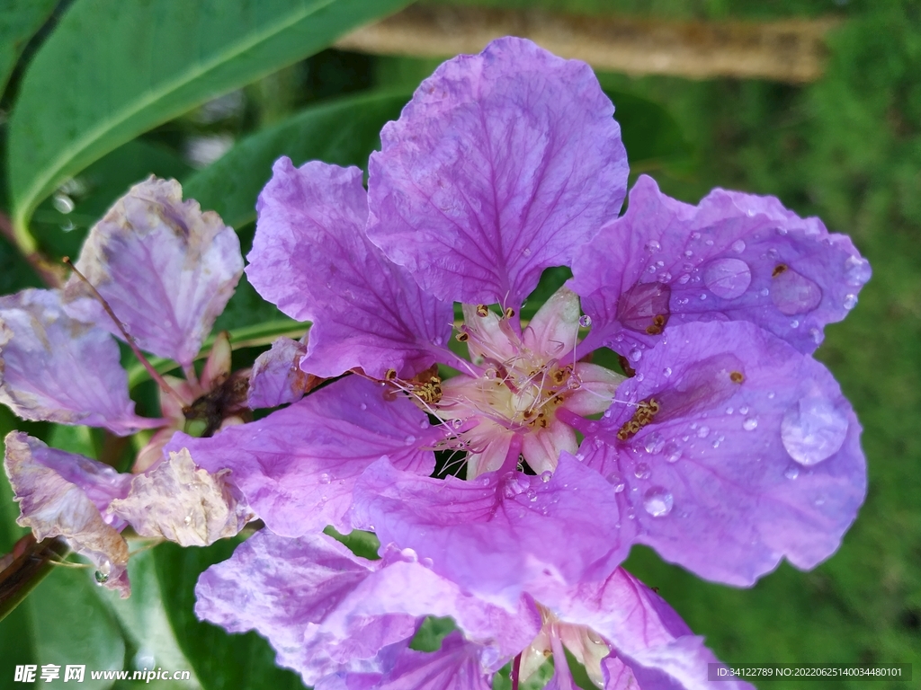 花