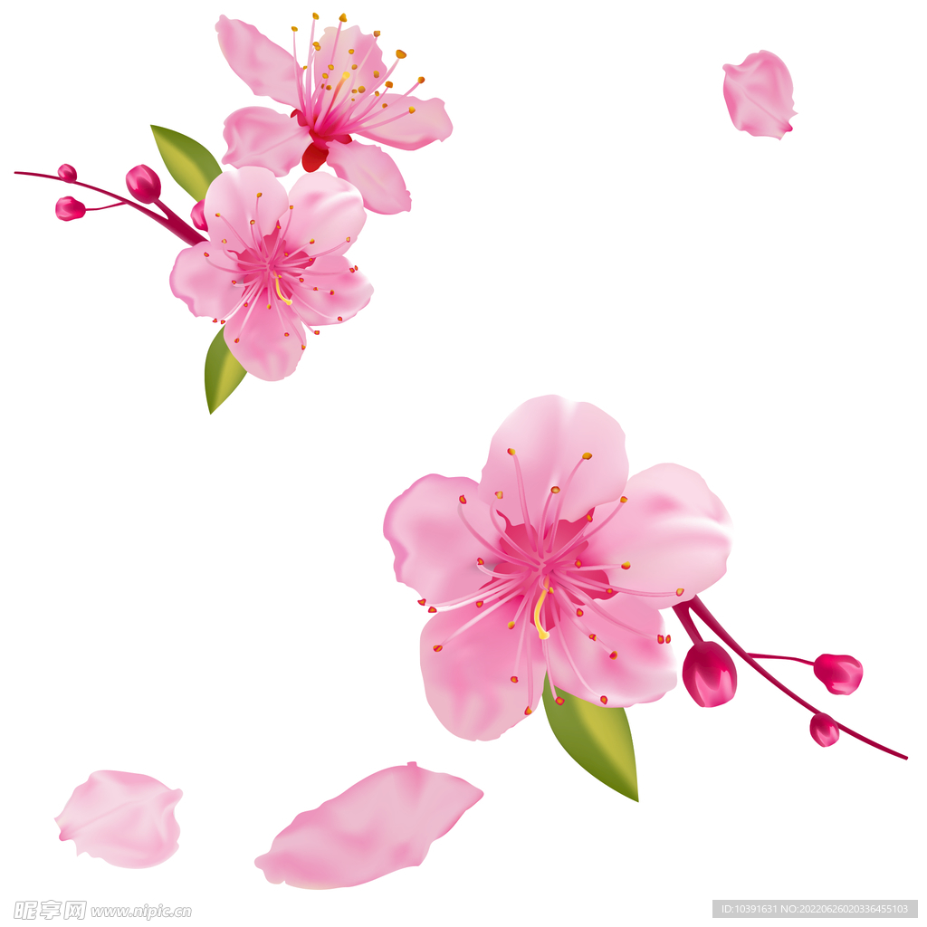 粉色桃花