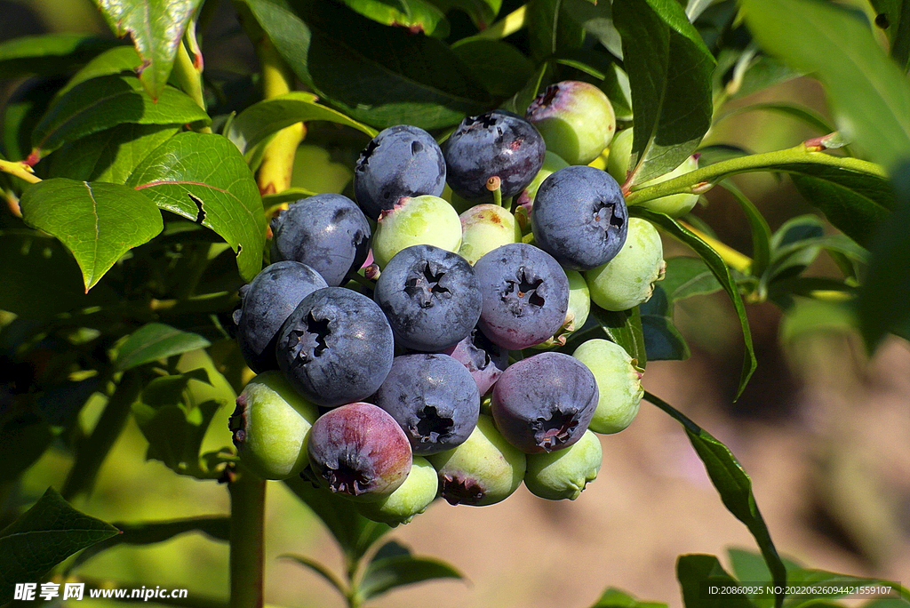 枝头上的蓝莓图片