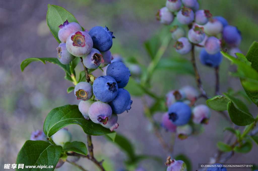 挂在枝头的蓝莓图片
