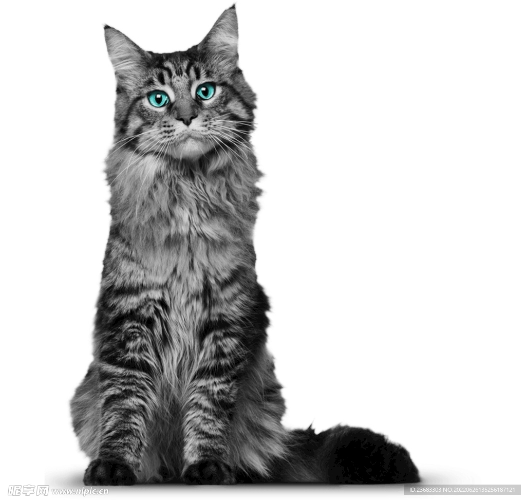 可爱猫咪图片