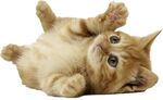可爱猫咪图片
