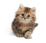 可爱猫咪图片