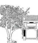 普洱茶 树