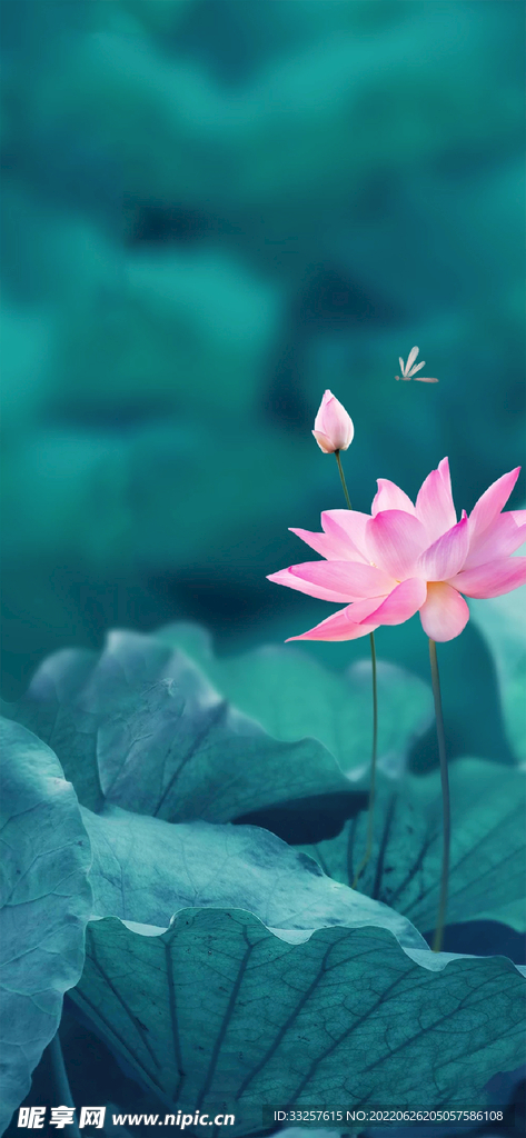 小暑  处暑  