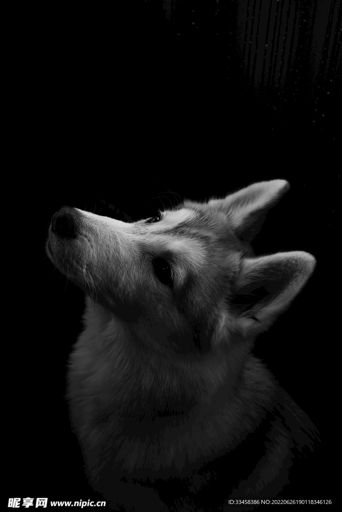 狐狸