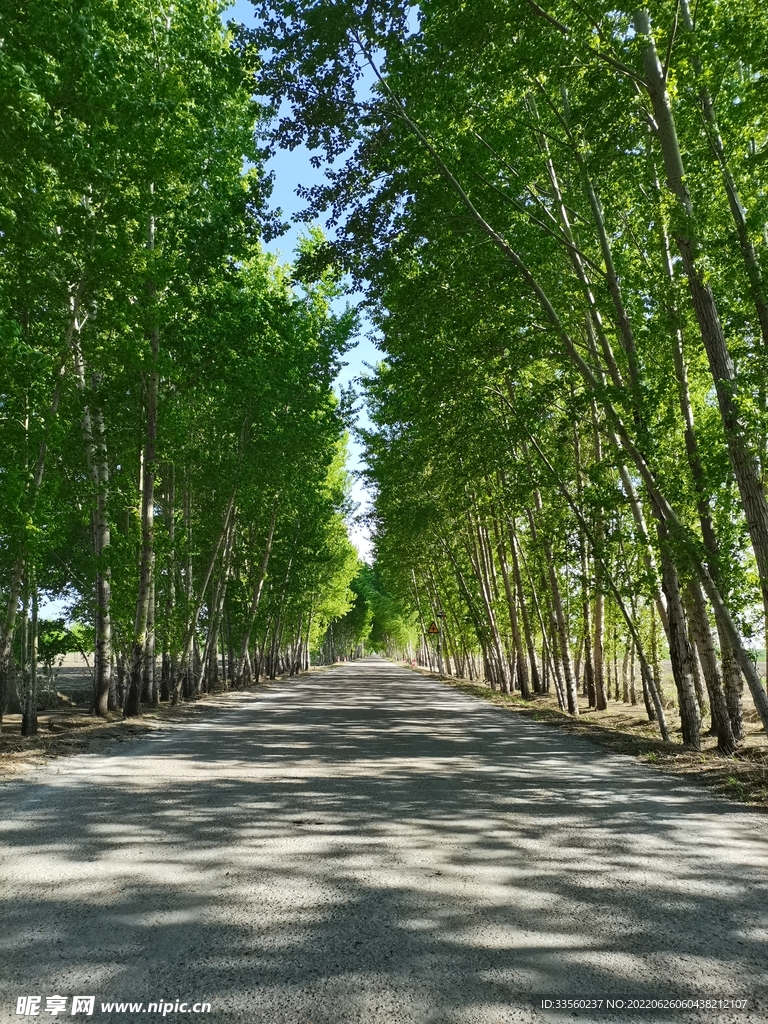 绿树成荫 守护乡间大道