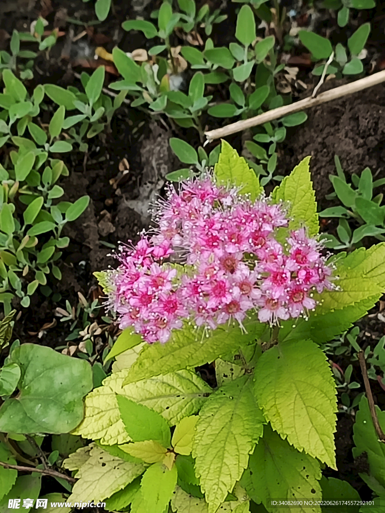 粉花绣线菊常见绿化用花卉花丛