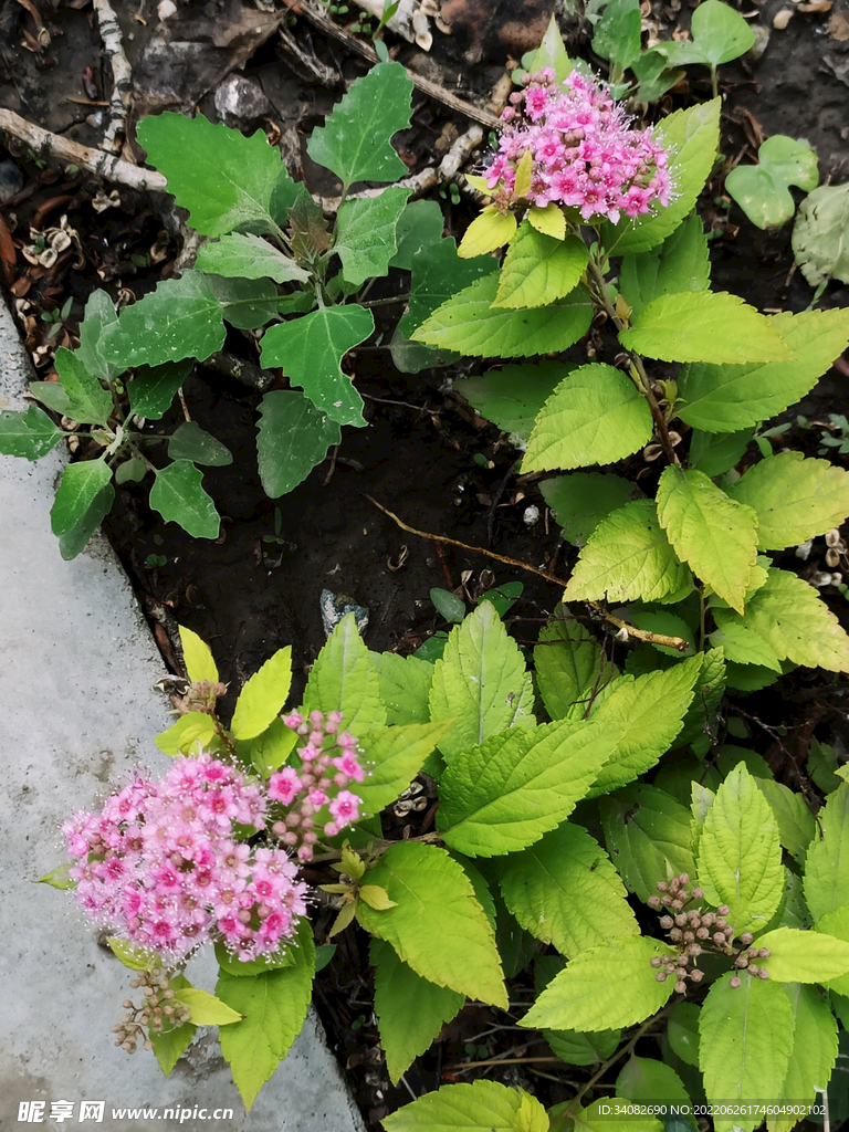 粉花绣线菊常见绿化用花卉花丛