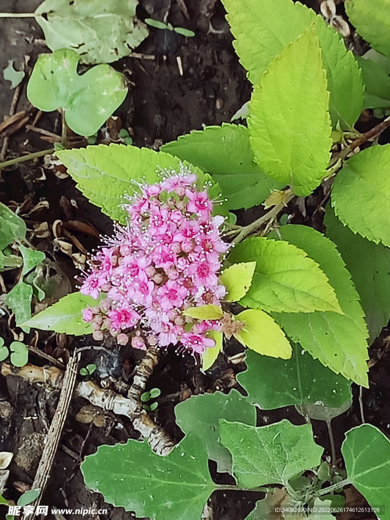 粉花绣线菊常见绿化用花卉花丛