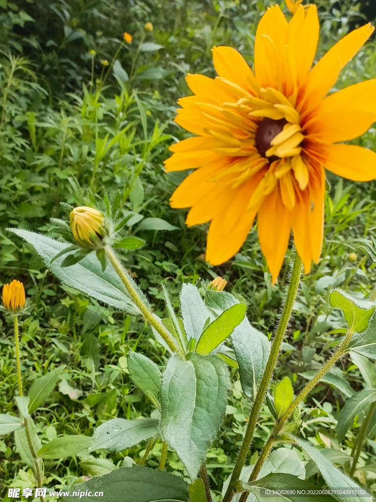 阳光下盛开的黑心金光菊花苞花蕾