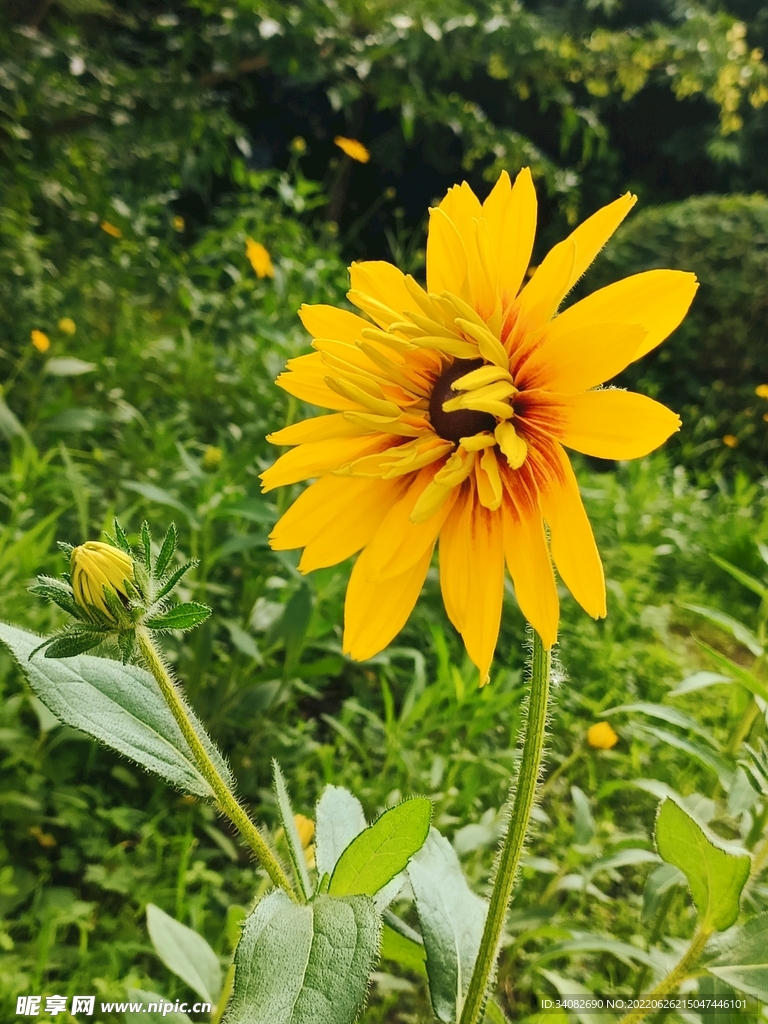 阳光下盛开的黑心金光菊花苞花蕾